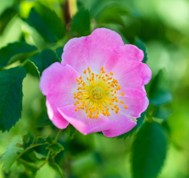 Cistus