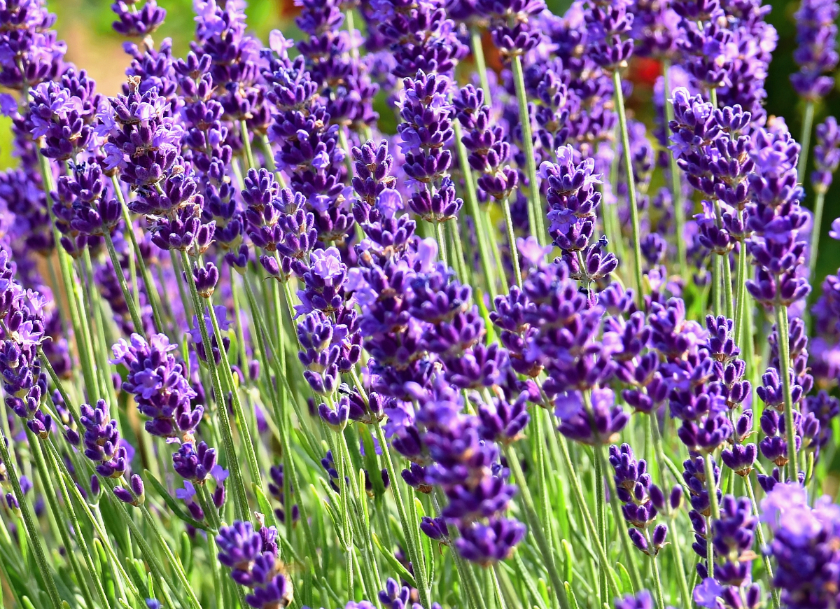 Lavendel