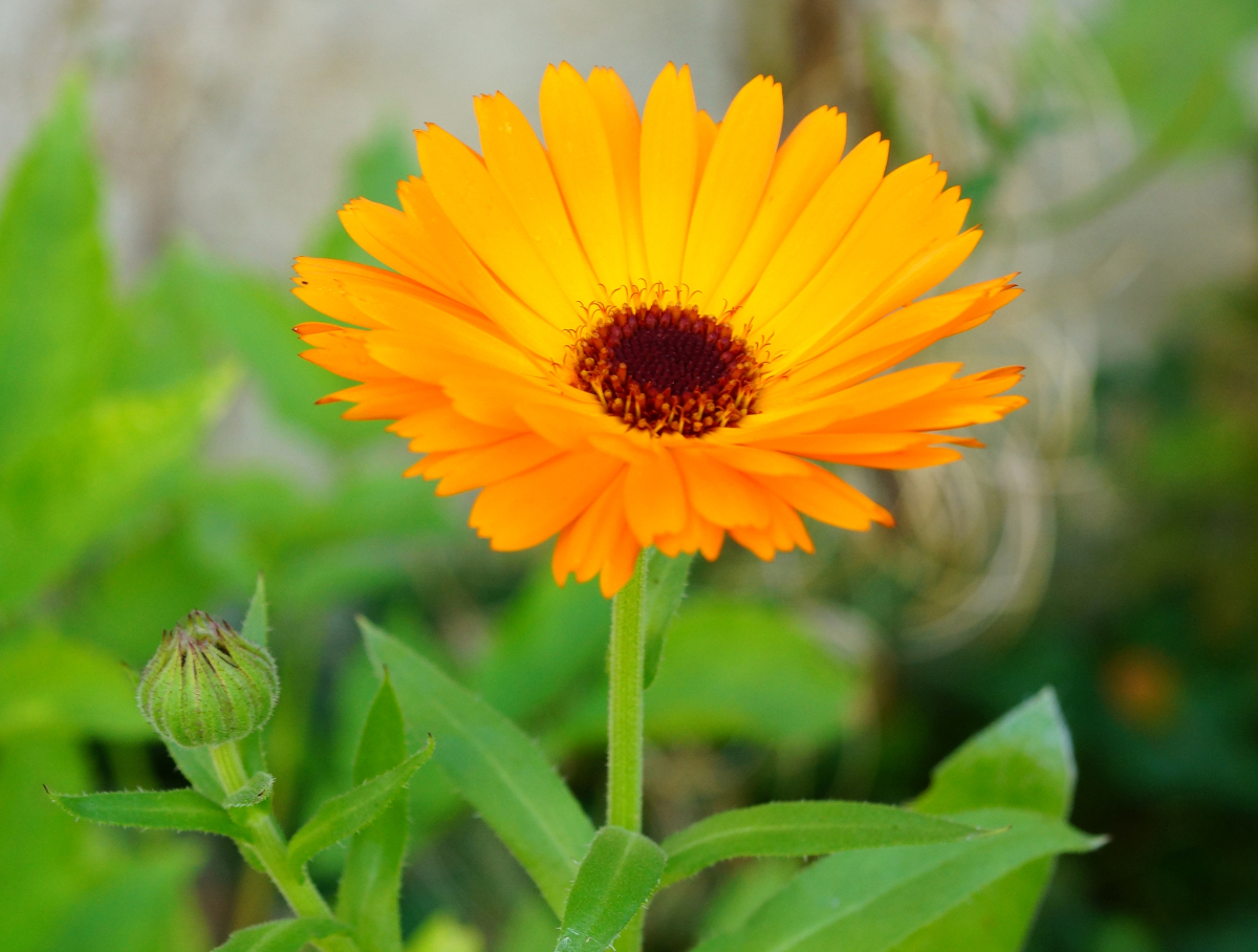 Ringelblume